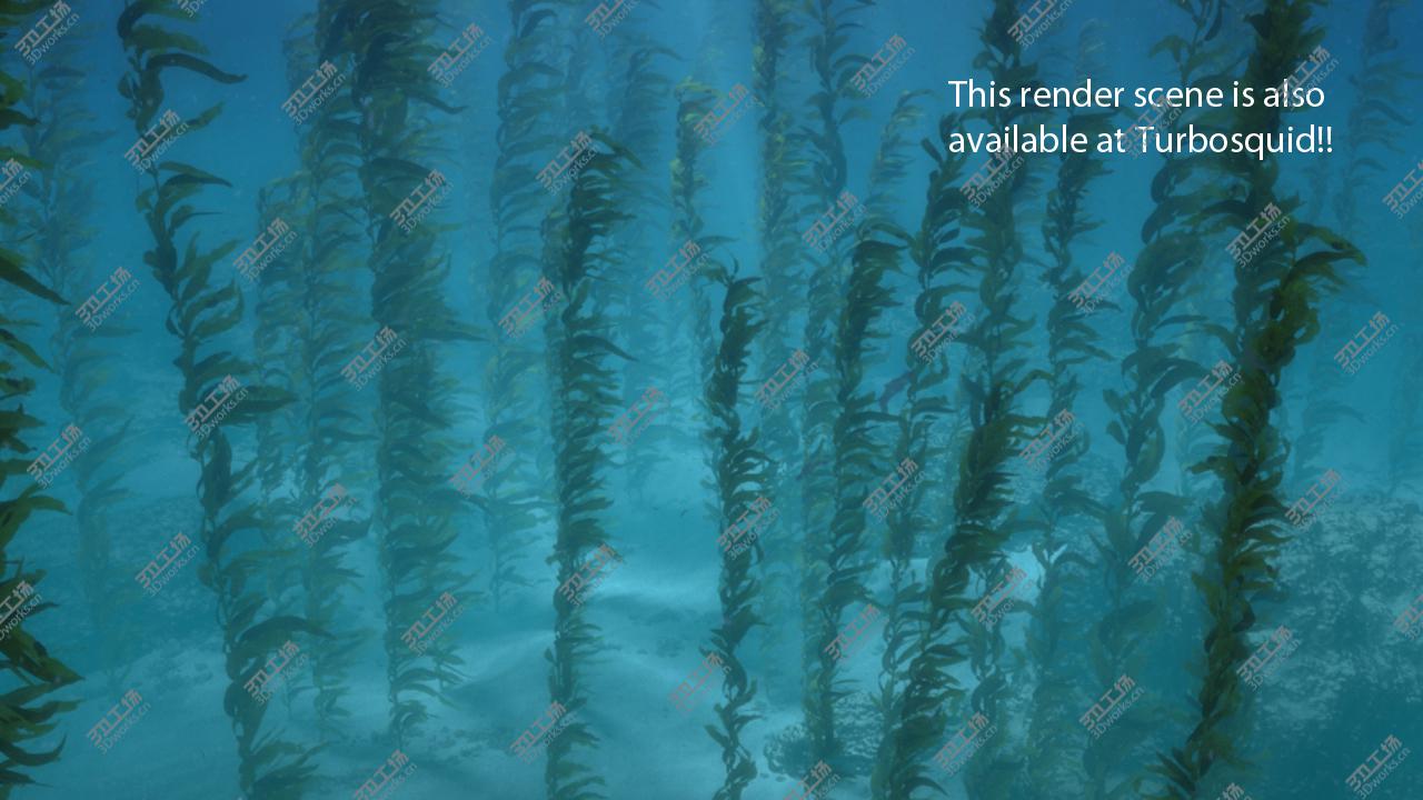 images/goods_img/2021040234/Seaweed Animated 3D model/3.jpg